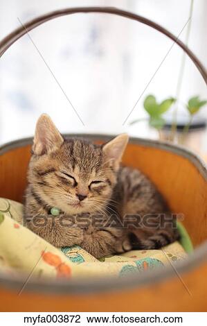Kitten View Large Photo Image Stock Image - Kitten. Fotosearch