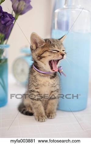 Kitten View Large Photo Image Stock Image - Kitten. Fotosearch