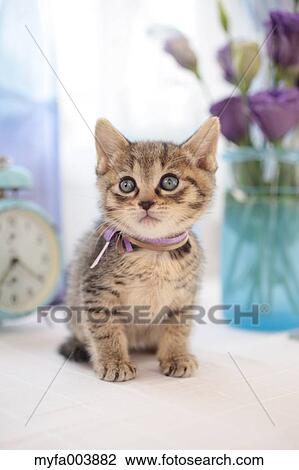 Kitten View Large Photo Image Stock Image - Kitten. Fotosearch
