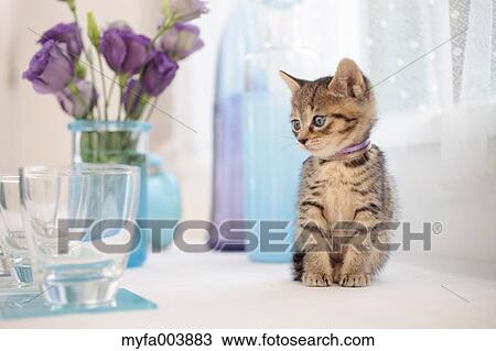Kitten View Large Photo Image Stock Image - Kitten. Fotosearch