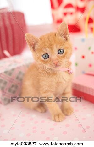 Kitten View Large Photo Image Stock Photo - Kitten. Fotosearch