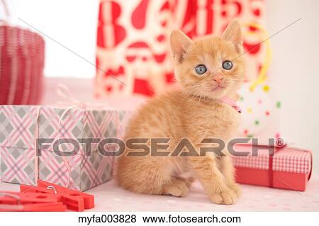 Kitten View Large Photo Image Stock Photo - Kitten. Fotosearch
