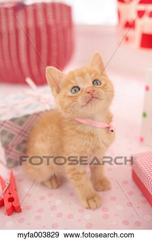 Kitten View Large Photo Image Stock Photo - Kitten. Fotosearch