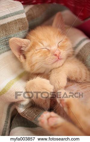 Kitten View Large Photo Image Stock Photo - Kitten. Fotosearch