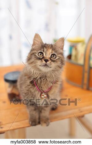 Kitten View Large Photo Image Stock Photo - Kitten. Fotosearch