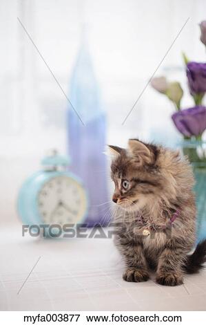 Kitten View Large Photo Image Stock Photo - Kitten. Fotosearch