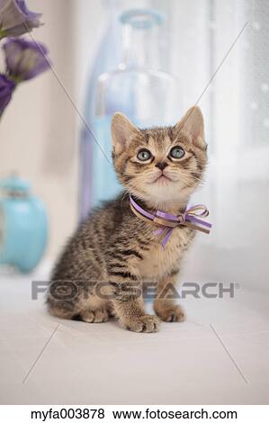 Kitten View Large Photo Image Stock Photo - Kitten. Fotosearch