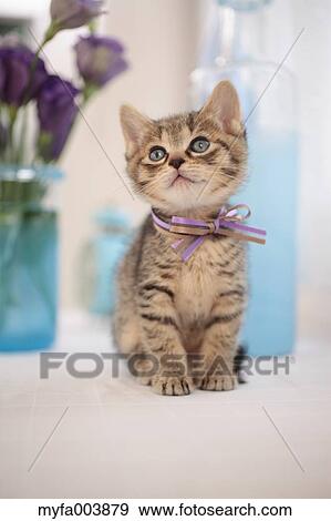 Kitten View Large Photo Image Stock Photo - Kitten. Fotosearch