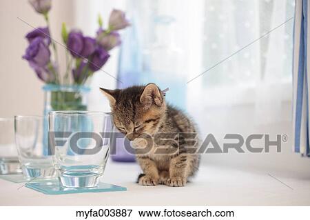 Kitten View Large Photo Image Stock Photo - Kitten. Fotosearch
