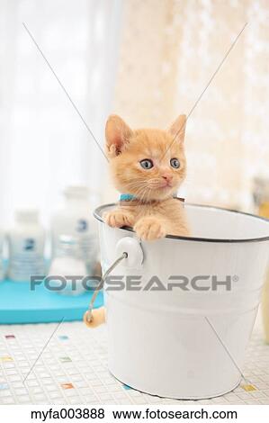 Kitten View Large Photo Image Stock Photo - Kitten. Fotosearch