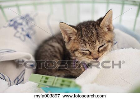 Kitten View Large Photo Image Stock Photo - Kitten. Fotosearch