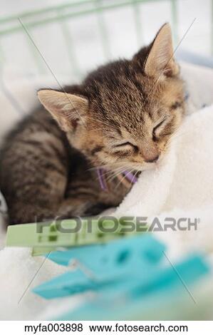 Kitten View Large Photo Image Stock Photo - Kitten. Fotosearch