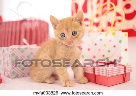 Kitten View Large Photo Image Stock Photograph - Kitten. Fotosearch