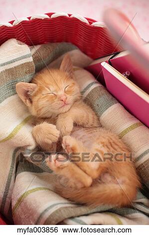 Kitten View Large Photo Image Stock Photograph - Kitten. Fotosearch
