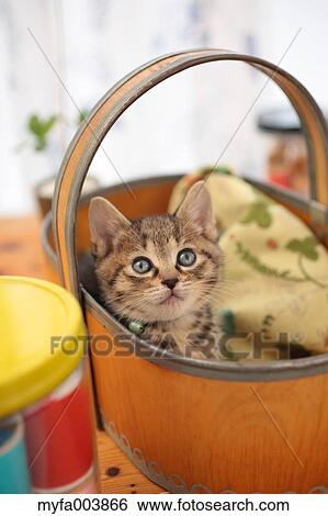 Kitten View Large Photo Image Stock Photograph - Kitten. Fotosearch