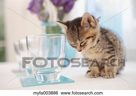 Kitten View Large Photo Image Stock Photograph - Kitten. Fotosearch