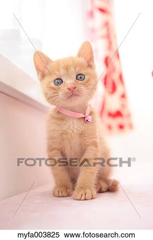Kitten View Large Photo Image Stock Photography - Kitten. Fotosearch