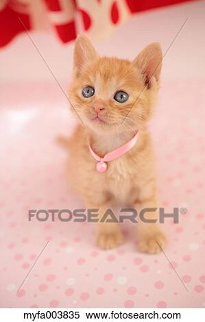 Kitten View Large Photo Image Stock Photography - Kitten. Fotosearch