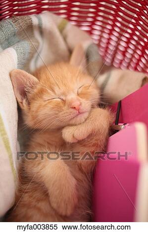 Kitten View Large Photo Image Stock Photography - Kitten. Fotosearch