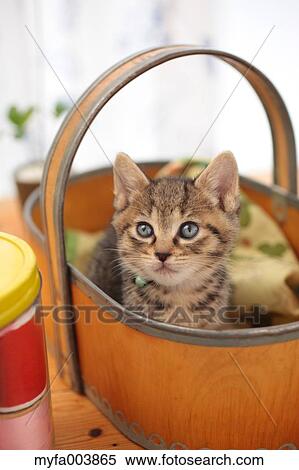 Stock Photography - Kitten. Fotosearch