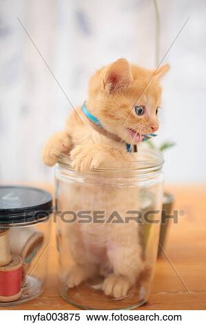Kitten View Large Photo Image Stock Photography - Kitten. Fotosearch