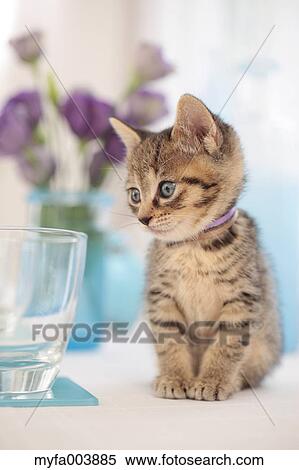 Stock Photography - Kitten. Fotosearch