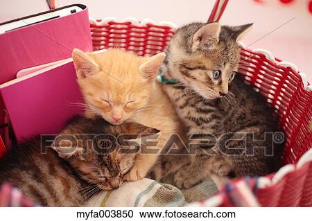 Kittens View Large Photo Image Stock Image - Kittens. Fotosearch