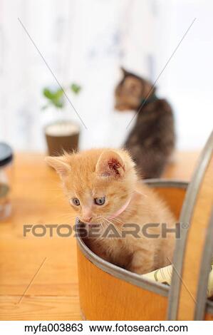 Kittens View Large Photo Image Stock Image - Kittens. Fotosearch