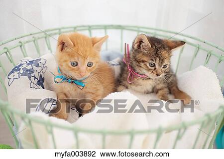 Kittens View Large Photo Image Stock Image - Kittens. Fotosearch
