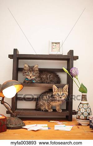 Kittens View Large Photo Image Stock Image - Kittens. Fotosearch