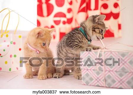 Kittens View Large Photo Image Stock Photo - Kittens. Fotosearch