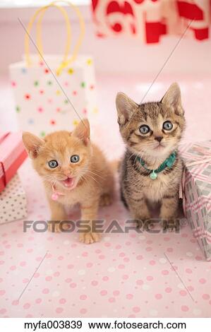 Kittens View Large Photo Image Stock Photo - Kittens. Fotosearch