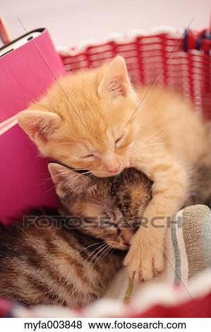Kittens View Large Photo Image Stock Photo - Kittens. Fotosearch