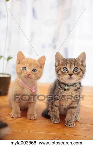 Kittens View Large Photo Image Stock Photo - Kittens. Fotosearch
