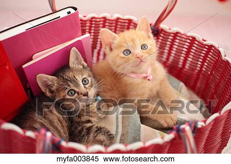 Kittens View Large Photo Image Stock Photography - Kittens. Fotosearch
