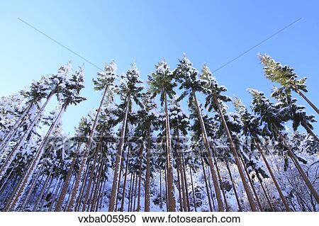 Stock Image - Kyoto, Japan. Fotosearch