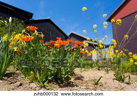 Stock Image - Lampranthus Spectabilis. Fotosearch
