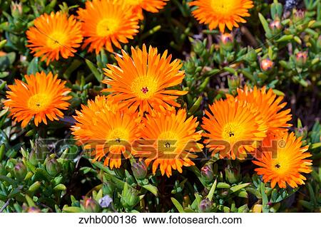 Stock Photograph - Lampranthus Spectabilis. Fotosearch