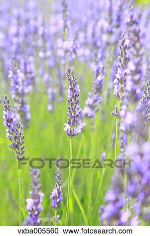 Lavender Field View Large Photo Image Stock Image - Lavender Field. Fotosearch