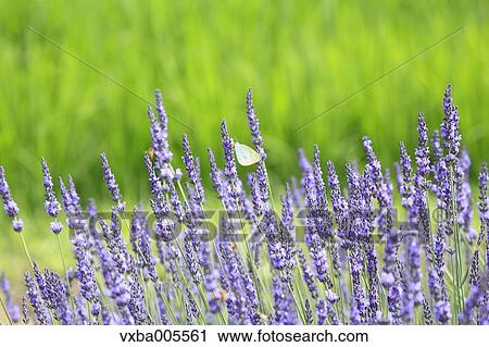 Lavender Field View Large Photo Image Stock Image - Lavender Field. Fotosearch