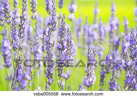 Stock Photo - Lavender Field. Fotosearch