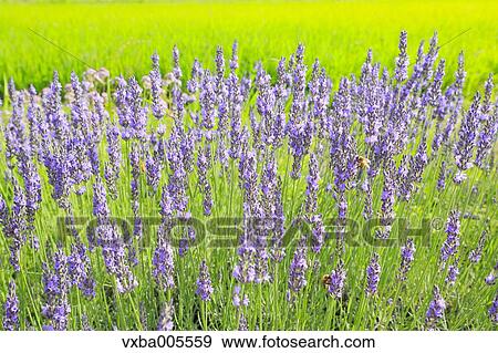 Stock Photo - Lavender Field. Fotosearch