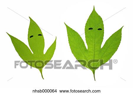 Picture - Leaf characters. Fotosearch