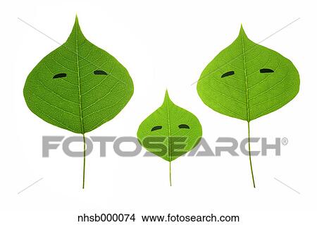 Picture - Leaf characters. Fotosearch