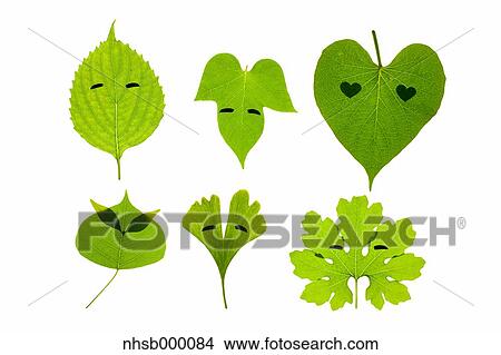 Picture - Leaf characters. Fotosearch