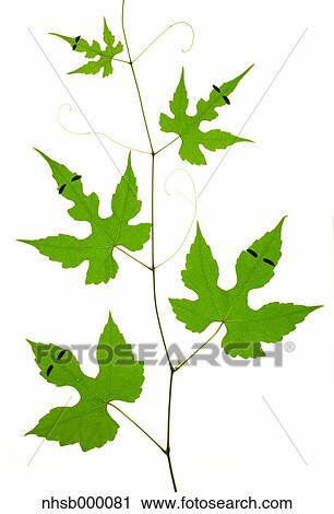 Stock Image - Leaf characters. Fotosearch