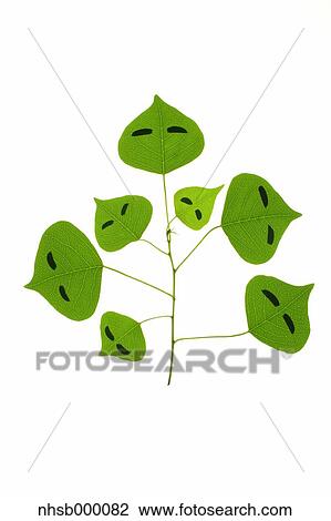 Stock Image - Leaf characters. Fotosearch