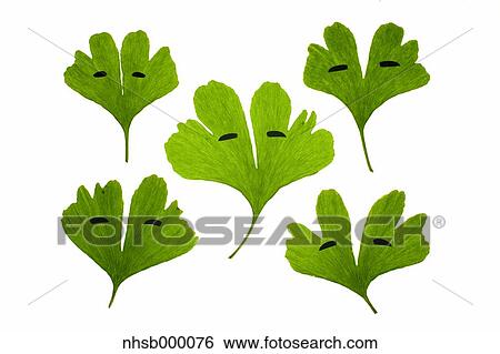 Stock Photograph - Leaf characters. Fotosearch