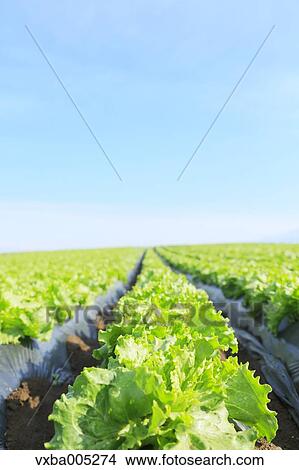 Lettuce Field View Large Photo Image Picture - Lettuce Field. Fotosearch