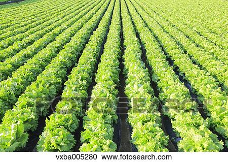 Stock Image - Lettuce Field. Fotosearch